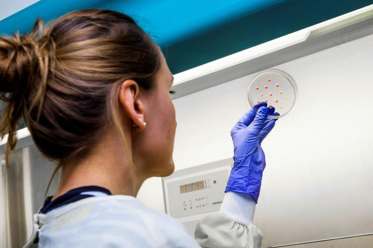 Im Labor werden bestimmte Tumorzellen in Kulturschalen in einem speziellen Gel...