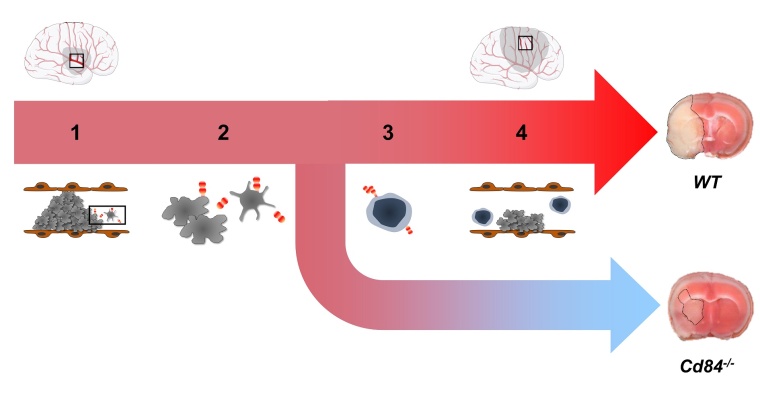 CD84 ein Rezeptor, der auf Thrombozyten und Entzündungszellen vorliegt, spielt...