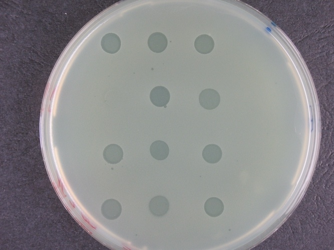 Bakterienrasen mit Löchern, die durch Phagen verursacht werden Foto: DSMZ