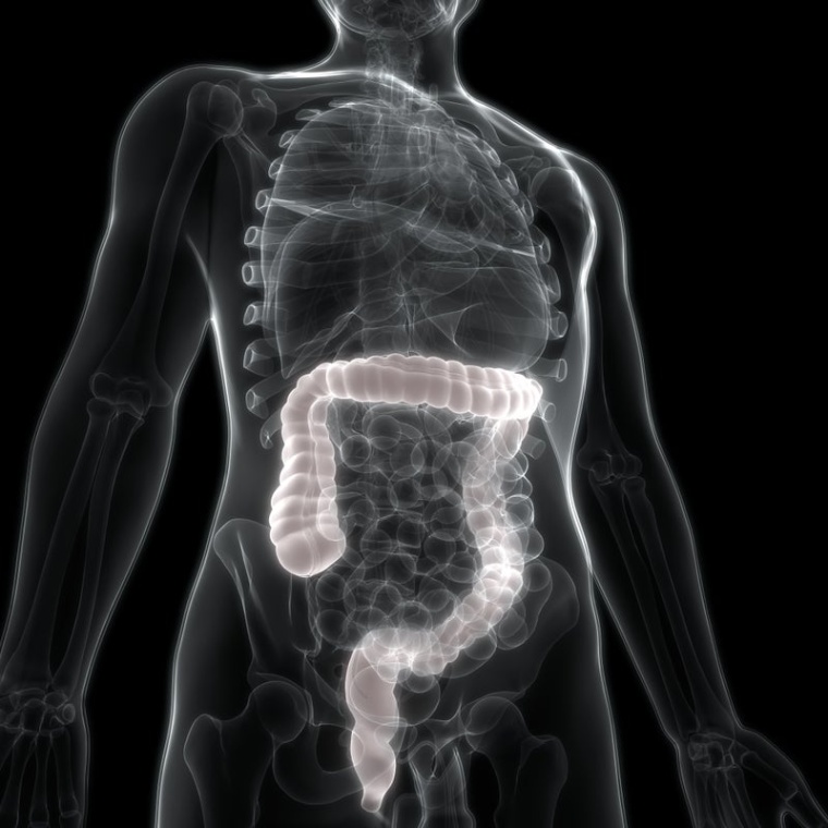 Menschliches Darmsystem, Wiley: 1001880656