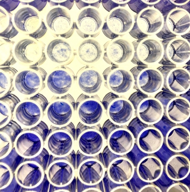 Virus infizierte Zellkulturen zur Virustiterbestimmung nach...