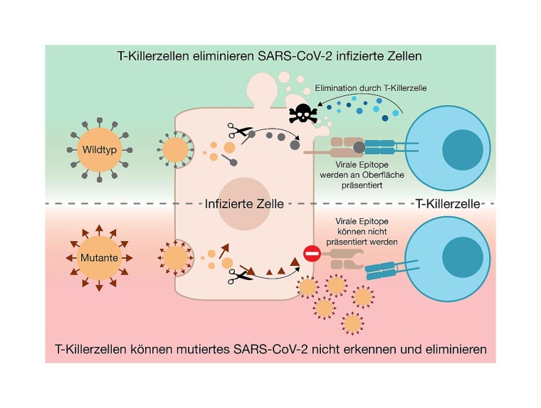 Grafische Darstellung einer T-Killerzelle, die eine SARS-CoV-2 infizierte Zelle...