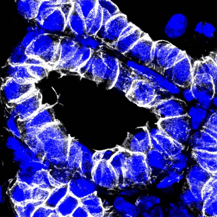 Immunfluoreszenzaufnahme der postpartalen Maus-Mammendrüse mit...