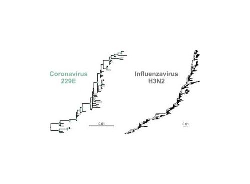 Wie auch der Stammbaum des Influenzavirus H3N2 (rechts) zeigt der Stammbaum des...