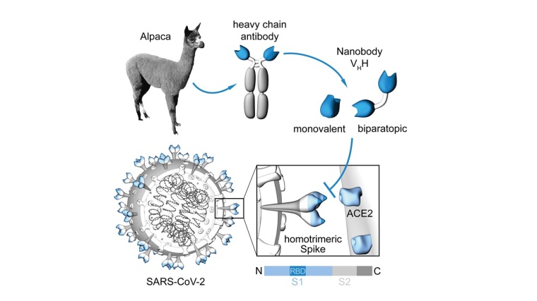 Herstellung von Nanobodies, um die virale Eintrittsstelle von SARS-CoV-2 zu...