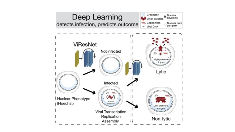 Deep Learning erkennt Virusinfektionen und sagt akute, schwere Ausbrüche...