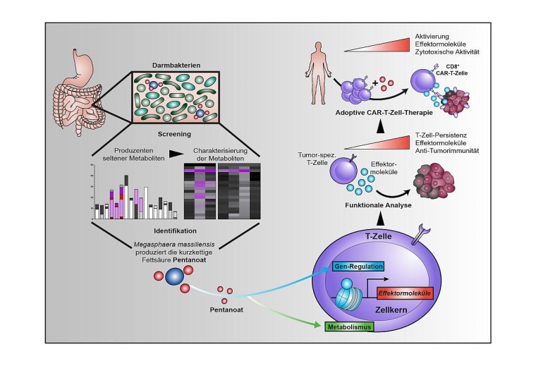 Das Bakterium Megasphaera massiliensis produziert im menschlichen...