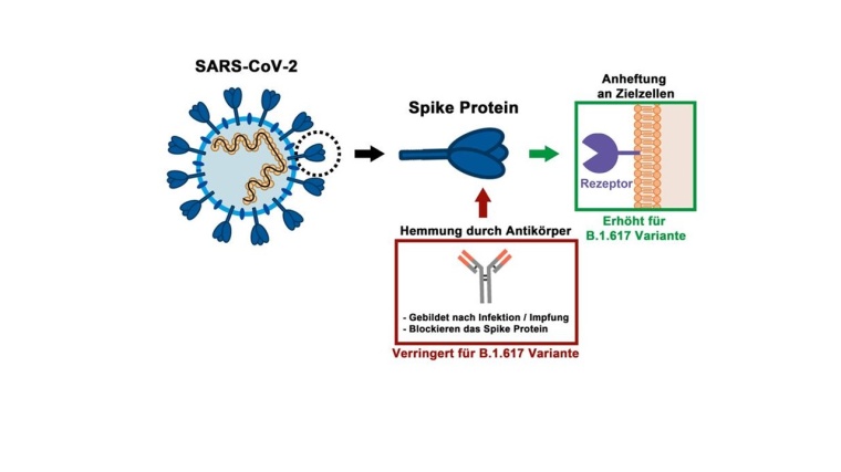 Das Spike-Protein auf der Oberfläche von SARS-CoV-2 Virionen ist für den...