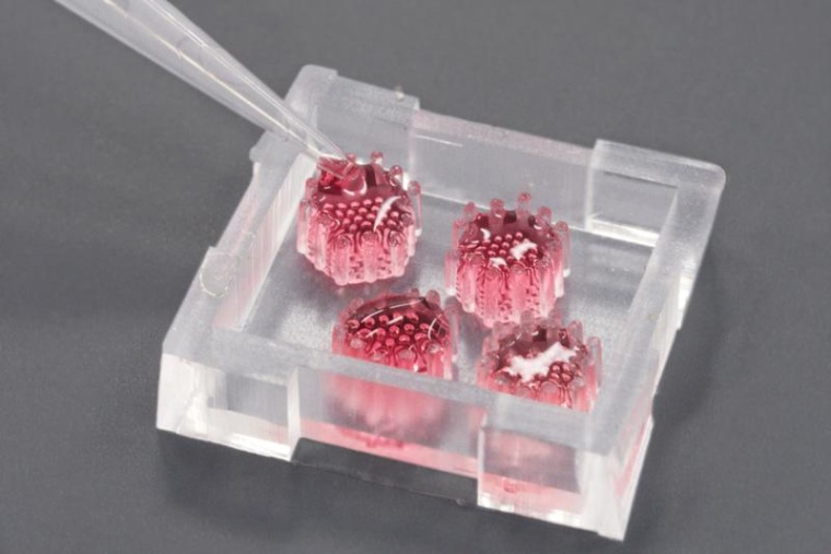 Bauchspeicheldrüsen-Organoide auf neu entwickelter Chip-Plattform. Foto:...