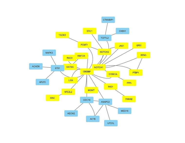 Veränderungen im NOTCH1-Signalweg sind an einer Herzfehlbildung beteiligt....