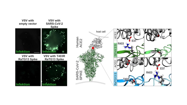 Die fluoreszenzmikroskopischen Aufnahmen zeigen die Infektion von...