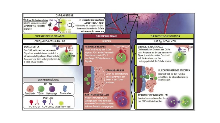 Chimäre co-stimulatorische Switchproteine (CSP). Foto: Aman