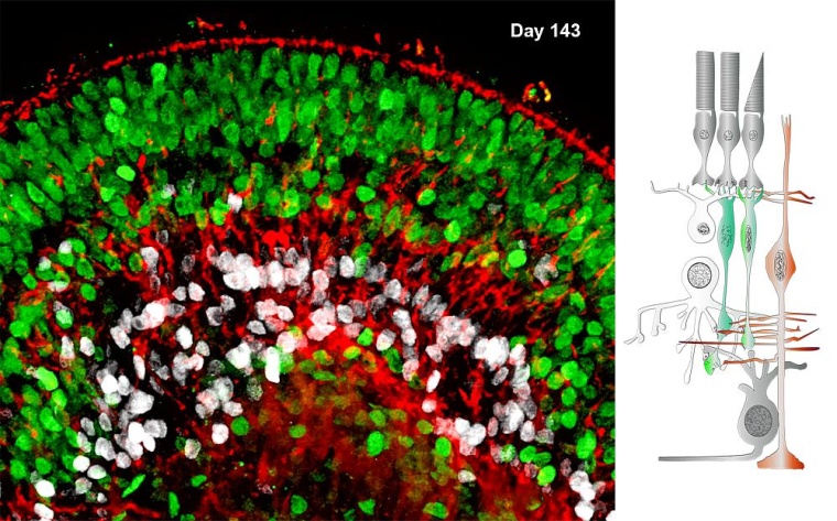 Der Querschnitt durch einen Teil eines Retina-Organoids (l.) zeigt in derselben...