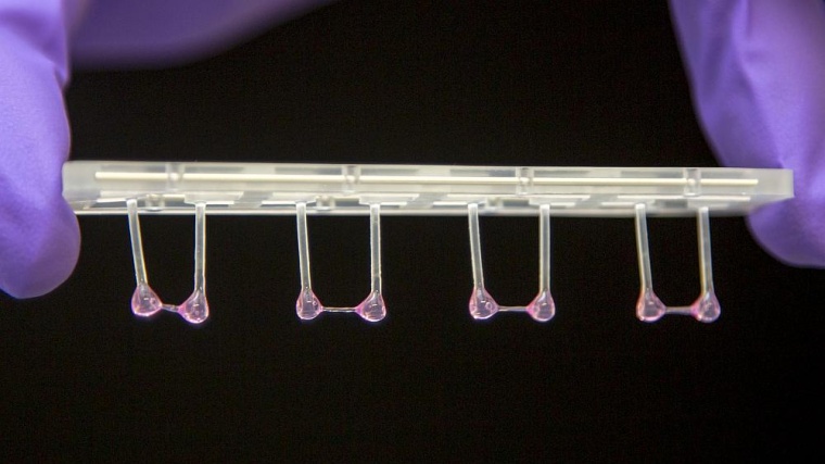 Künstliches Herzgewebe kann gegen einen Widerstand kontrahieren und...