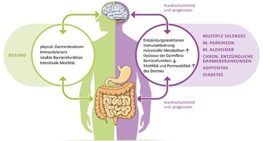 Das Gehirn kommuniziert mit dem Darm über unterschiedliche „Kanäle“, etwa...