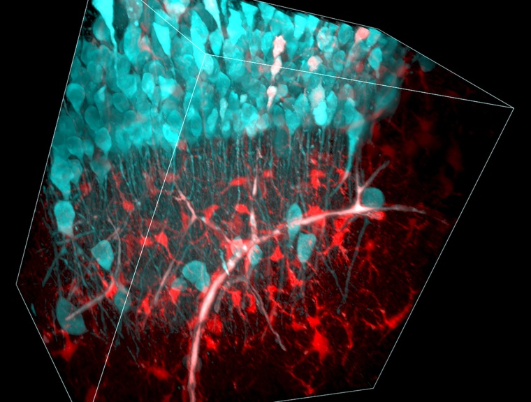 3D-Rekonstruktion eines optischen Stapels von Multiphotonen-Bildern des...