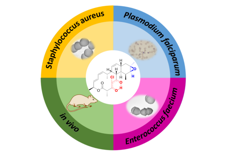Foto: HIPS/Walter Hofer