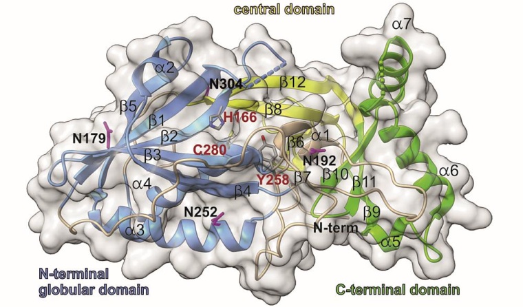 Struktur des Proteins CLN5, das in eine N-terminale globuläre Domäne (blau),...