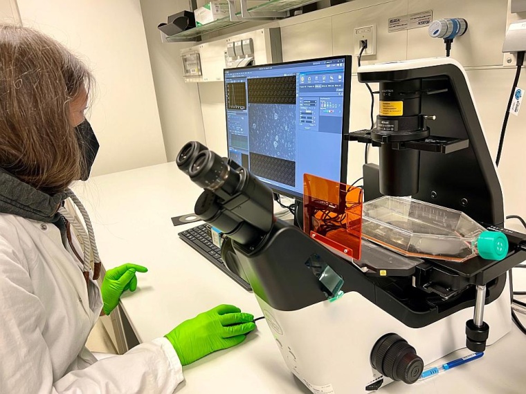 Aus Gewebeproben der Patientinnen und Patienten werden im Labor Minitumoren...