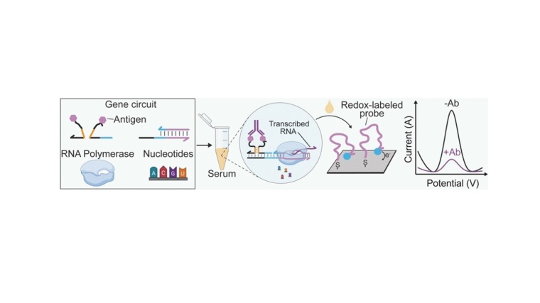 Grippe-Test mit synthetischen Genen. Foto: Wiley-VCH