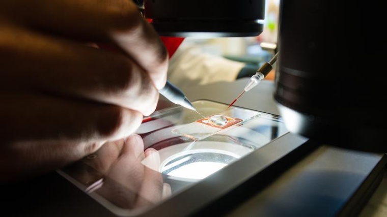 Forschende am HIPS arbeiten mit Zebrafischlarven, um mögliche Nebenwirkungen...