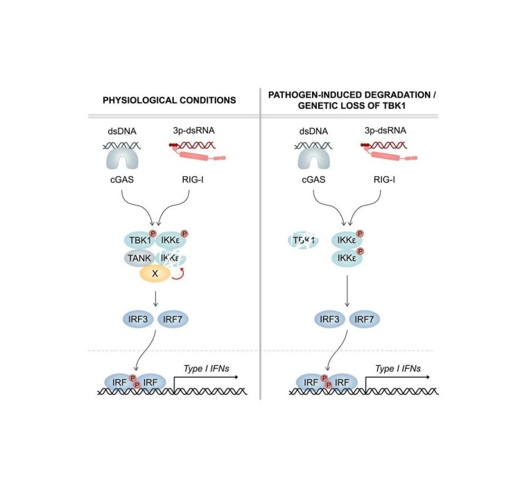 Links: TBK1 induziert den Abbau seiner verwandten Kinase IKKepsilon. Rechts:...