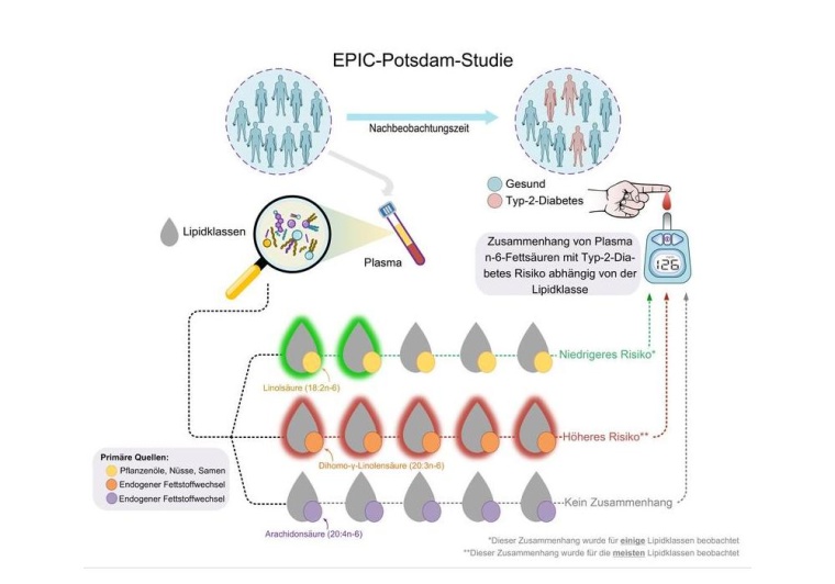Lipidklassen als Biomarker für Typ-2-Diabetes-Risiko: Höherer...