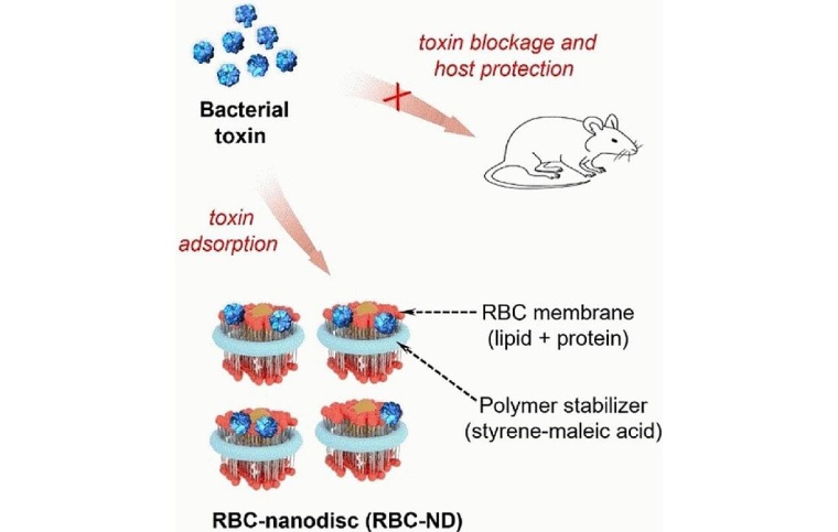 Membranscheibchen als Gegengift, Grafik: Wiley-VCH