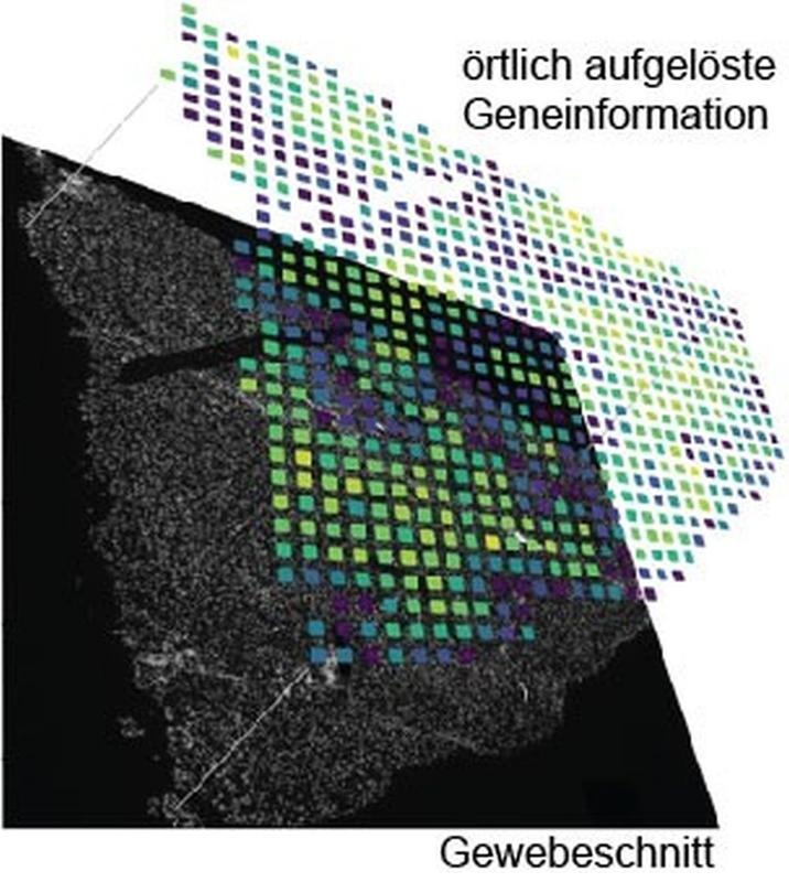 Beispielbild für die ortsaufgelöste Analyse eines Gens auf einem...