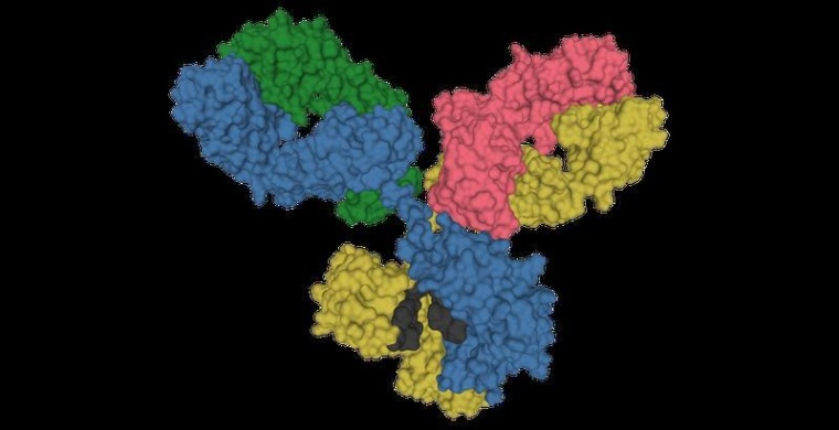 3D-Modell eines Antikörpers, Foto: Tokenzero