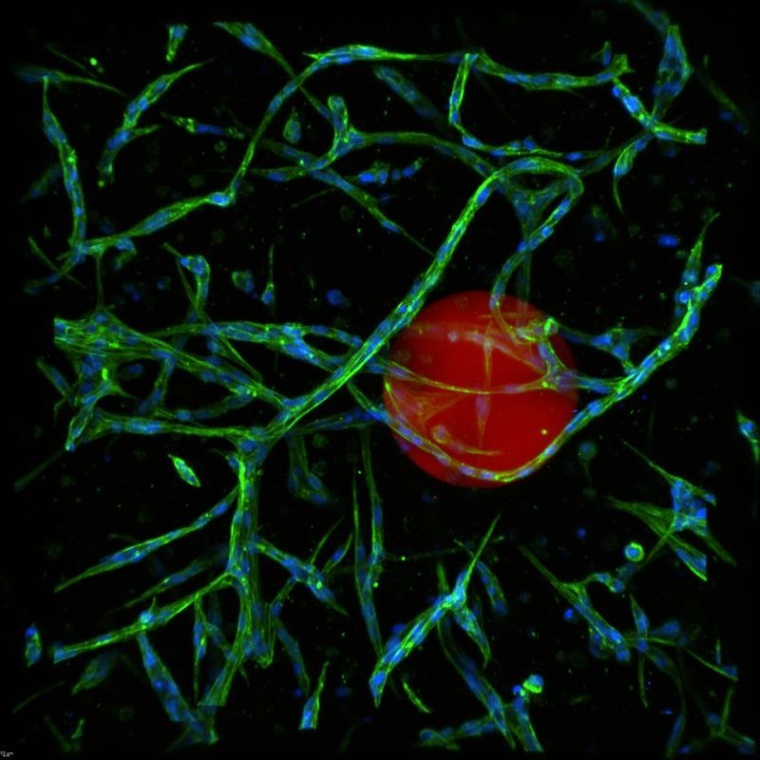 Bildung eines Endothelzellnetzes um ein mit Morphogenen beladenes...