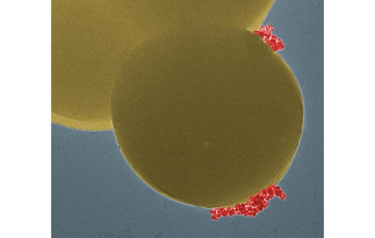 Die Magnet-Nanopartikel (rot) binden spezifisch an die rund 1 µm grossen...