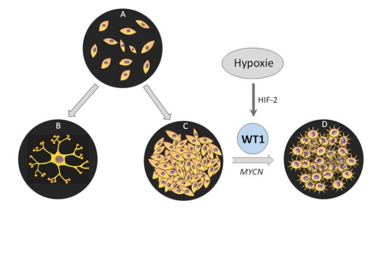 Sauerstoffmangel (Hypoxie) aktiviert den Transkriptionsfaktor WT1 in...