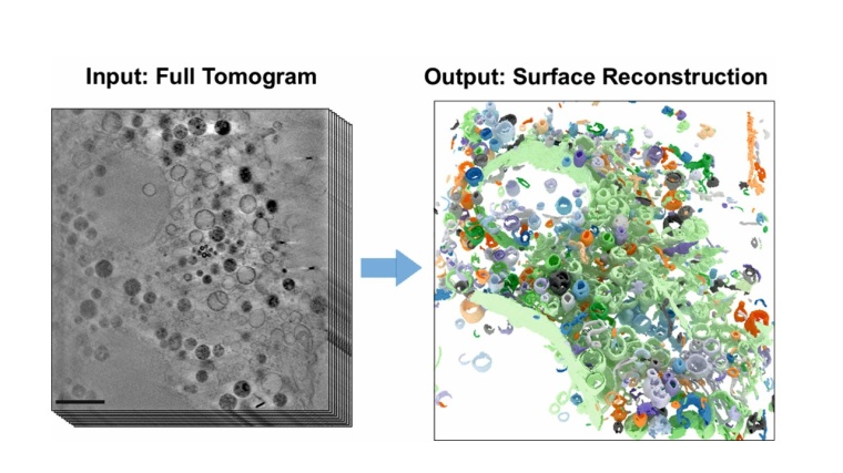 Die Abbildungen zeigen einen Teil einer tiefgefrorenen Säugetier-Zelle. Links...