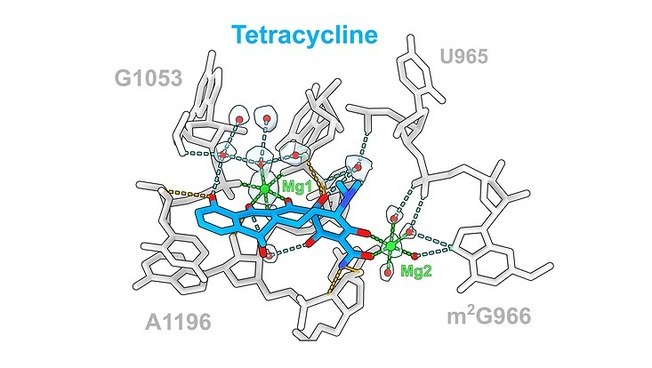 Das Antibiotikum Tetracyclin (blau) und seine Wechselwirkungen mit der...