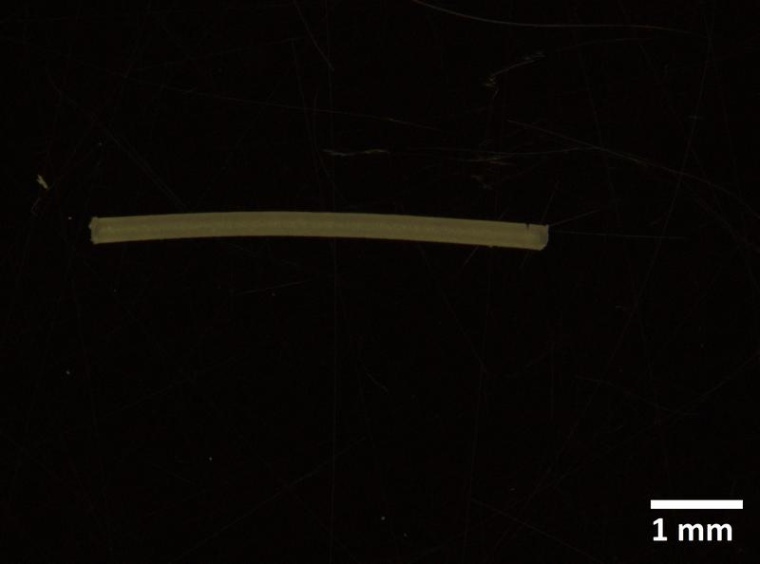 Ein Stärkeimplantant in mikroskopischer Aufnahme Foto: Uni Halle, Esfahani...