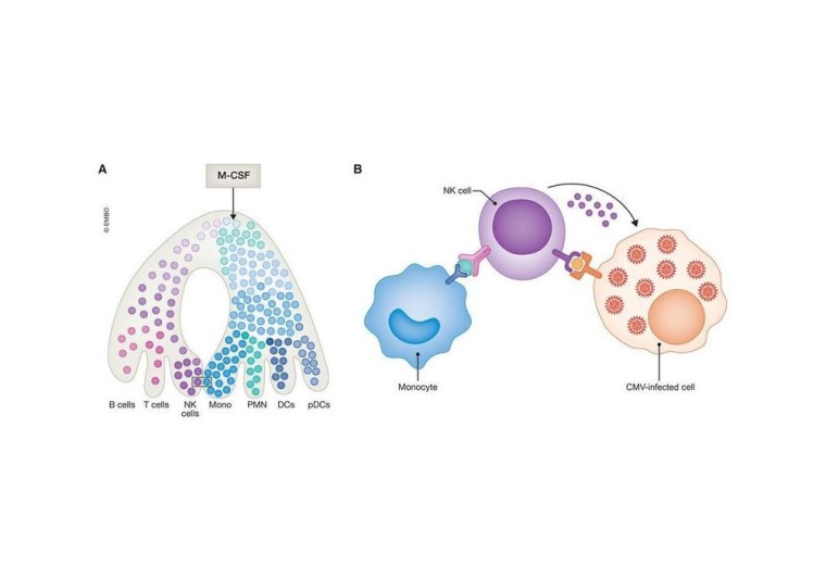 Ein Überblick darüber, wie die neue Methode das schwache Immunsystem stärkt....