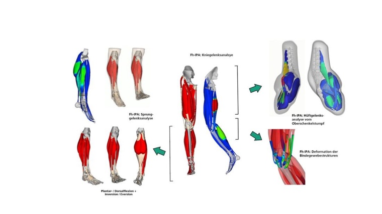 Computermodellierung physiologischer Gelenkbewegungen Foto: Fraunhofer IPA