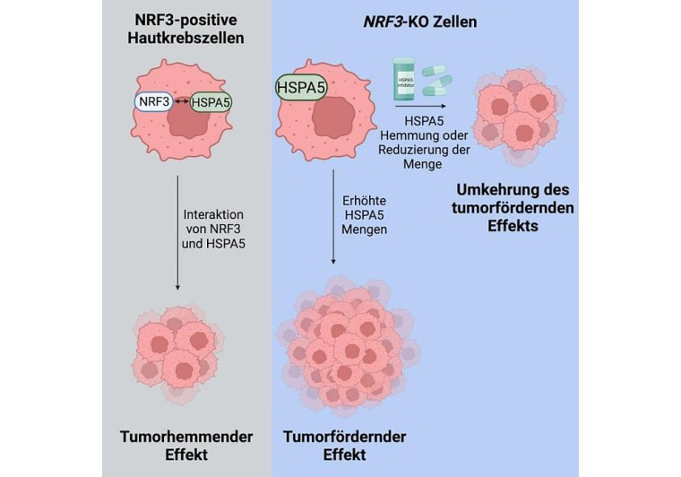 NRF3 wirkt als ein tumorhemmendes Protein in der Haut, indem es mit HSPA5...