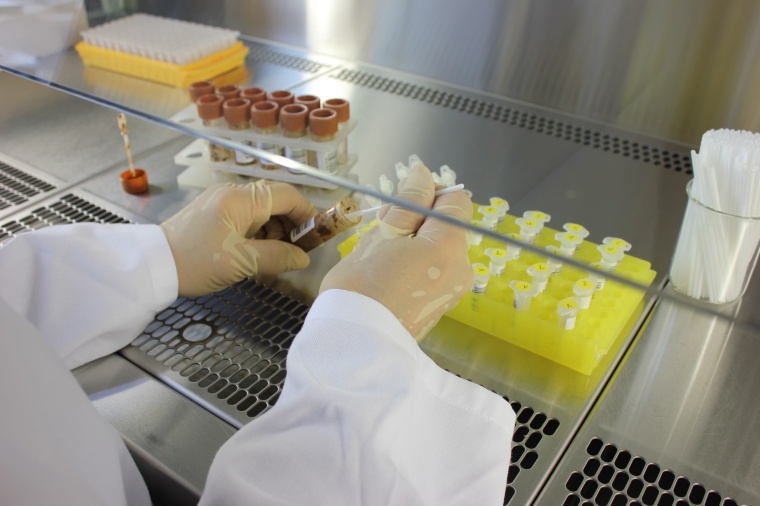 Vorbereitung der Stuhlproben für die Analyse des Darmmikrobioms Foto: Ines...