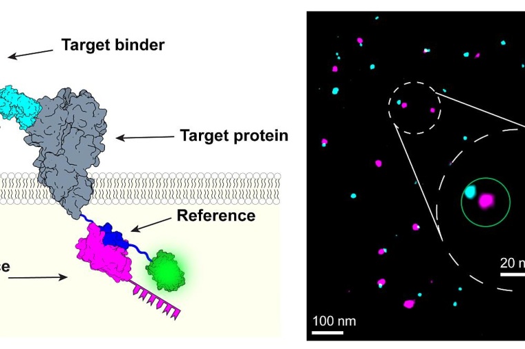 Unter dem Mikroskop erscheinen Referenz und Marker als unterschiedlich...