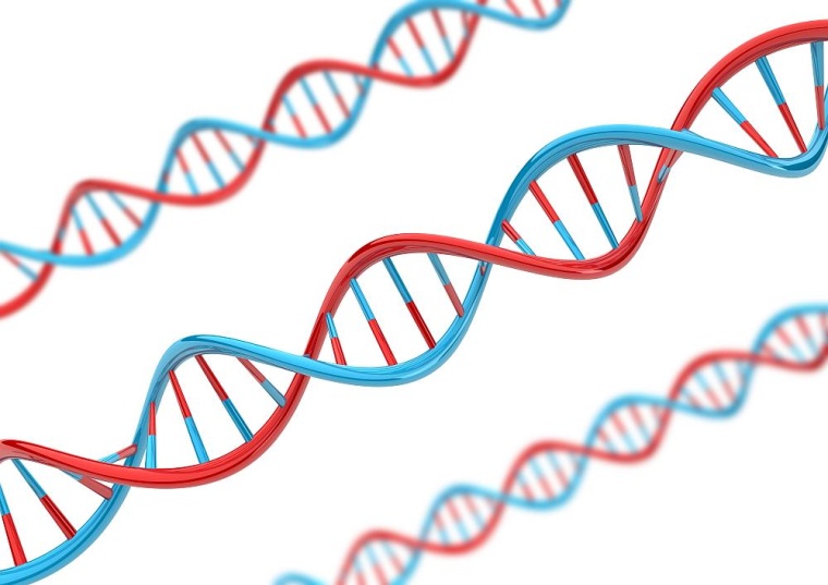 „Großangelegte genomweite Assoziationsstudien haben mehrere Gene...