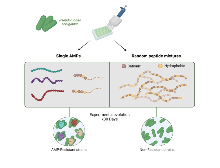 Pseudomonas Evolution Foto: Jens Rolff