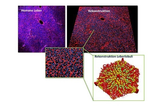 Deep-learning basierte Rekonstruktion der Architektur der menschlichen Leber...