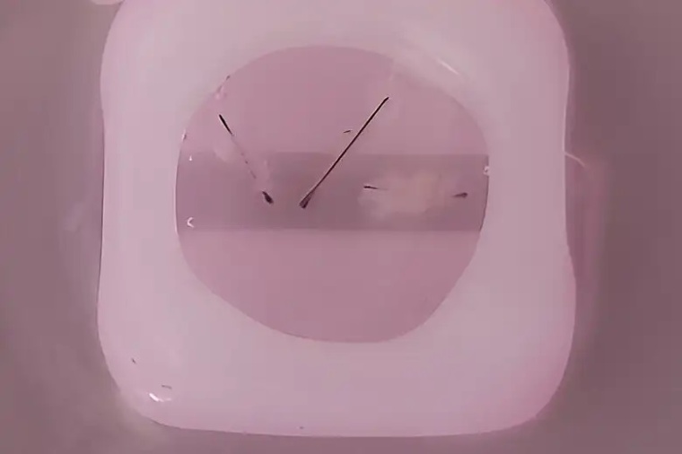 3D-Kultur eines Haarfollikels mit drei Haaren. CC-BY 4.0 DOI:...