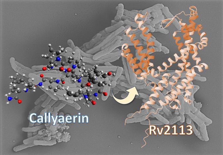 Das nicht-essentielle Membranprotein Rv2113 als Zielstruktur von Callyaerin in...