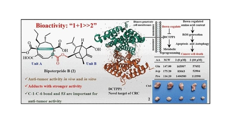 Ein Pilz für die Darmkrebs-Therapie