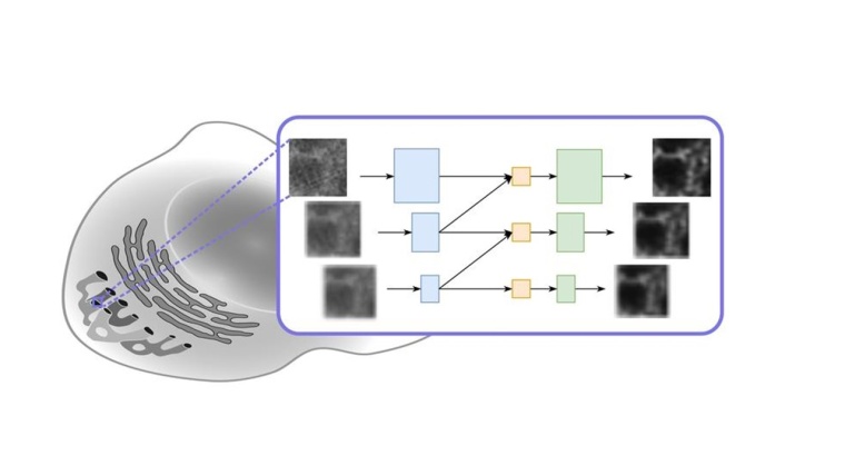 Bildverarbeitung mit dem m-rBCR-Modell Foto: CASUS/A. Yakimovich