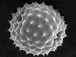 Pollenkorn der Ambrosia, einer aus Nordamerika eingeschleppten Pflanze....