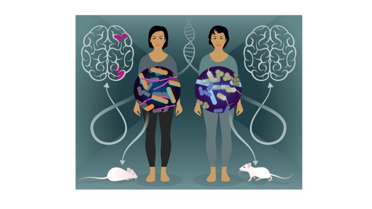 In einer Zwillingsstudie haben Forschende nicht nur Darmbakterien...